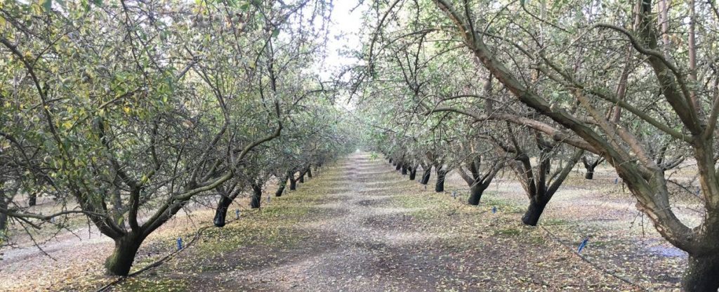 Almond Post-Harvest Irrigation